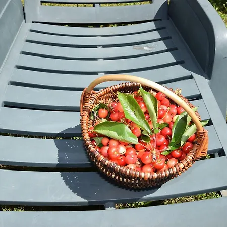 Apartman Lovely With Pool In Poreč